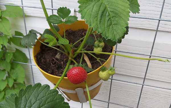 aardbei seizoen