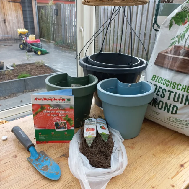 Niet zomaar wat aardbeiplantjes! 🍓😍

Achter het combi-pakket biologische (diepgevroren) aardbeiplantjes die ik laatst bij @aardbeiplantje.nl bestelde, zit namelijk best een leuk verhaal...

Want toen ik (Tom) nog een stuk jonger was, heb ik zelf nog twee zomers op het land geholpen bij het rooien van aardbeiplanten! In @gemeentenop, bij Joep en Joost, de mannen achter Aardbeiplantje.nl.

Een soort cirkel die rond is dus... 😅

Ik ben dus extra benieuwd hoe deze vier verschillende rassen biologische aardbeiplantjes het bij ons gaan doen. Ik ben voor dit pakket gegaan: https://www.aardbeiplantje.nl/smulpakket-combi-bio-aardbei-planten/

Aan de duidelijke, meegeleverde instructie en biologische voeding zal het niet liggen! 

Na het planten hebben we ze eerst nog even in de serre gezet en daar groeien ze al mooi door. Binnenkort krijgen ze een mooi plekje buiten.
/
/
#aardbeien #strawberries #fitgavemoestuin #moestuin #garden #gardening #permacultuur #ecologisch #permacultuur #gezond #ontdekken #groente #telen #verbouwen #samen #thuis #tips #inspiratie #fit #gaaf #healthy #fitgaaf #health #kids