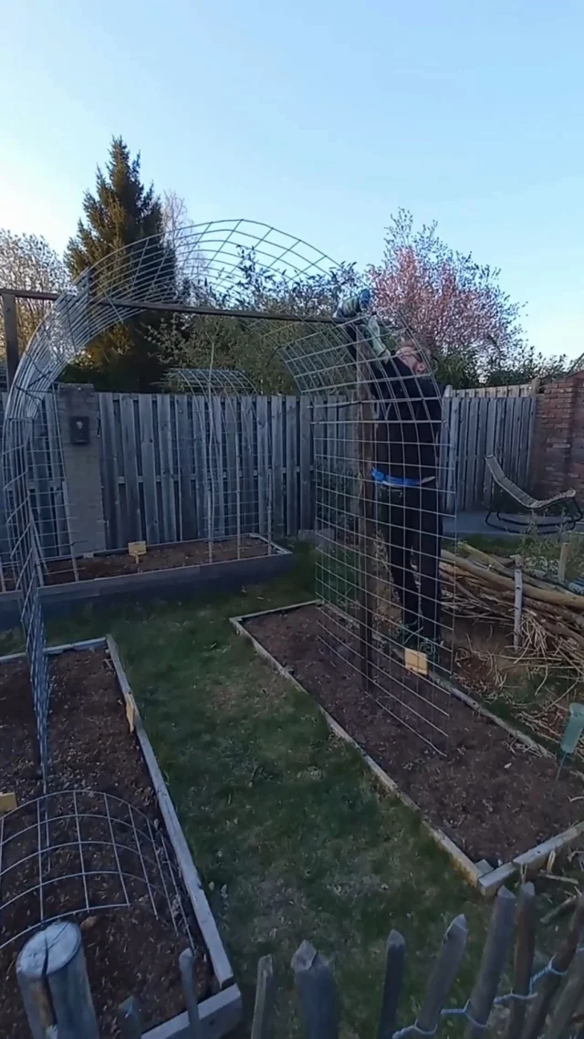 Eerder noemde ik al dat ik behoorlijk fan was geworden van draadstaalmatten. Voor diverse toepassingen in de #fitgavemoestuin😍🌱.

Naast het geraamte voor de gewasbescherming voor de lagere moestuinbedden, heb ik ze ook gebruikt voor het maken van bogen voor klimmende gewassen. 🎬 🥒🪜

Het was (online) nog best een zoektocht naar de juiste matten (dikte, duurzaamheid, afmetingen en buigzaamheid), maar heb inmiddels hele prettige van1200 x 2100 mm en maas 100 x 100 mm gevonden via @wildkamp_bv. 
/
/
#fitgavemoestuin #moestuin #garden #gardening #permacultuur #ecologisch #permacultuur #gezond #ontdekken #groente #telen #verbouwen #samen #thuis #tips #inspiratie #fit #gaaf #healthy #fitgaaf #health #kids