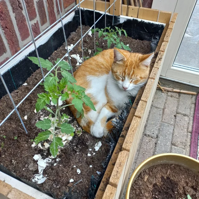 Hoe wij jonge tomatenplanten warm houden...? 😅

Goed bezig kat Hollie 🐱💚
/
/
#fitgavemoestuin #moestuin #garden #gardening #permacultuur #ecologisch #permacultuur #gezond #ontdekken #groente #telen #verbouwen #samen #thuis #tips #inspiratie #fit #gaaf #healthy #fitgaaf #health #kids