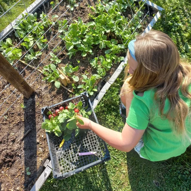 De eerste oogst van het nieuwe seizoen!
Radijsjes 🤩
/
/
#fitgavemoestuin #moestuin #radijs #radijsjes #garden #gardening #permacultuur #ecologisch #permacultuur #gezond #ontdekken #groente #telen #verbouwen #samen #thuis #tips #inspiratie #fit #gaaf #healthy #fitgaaf #health #kids
