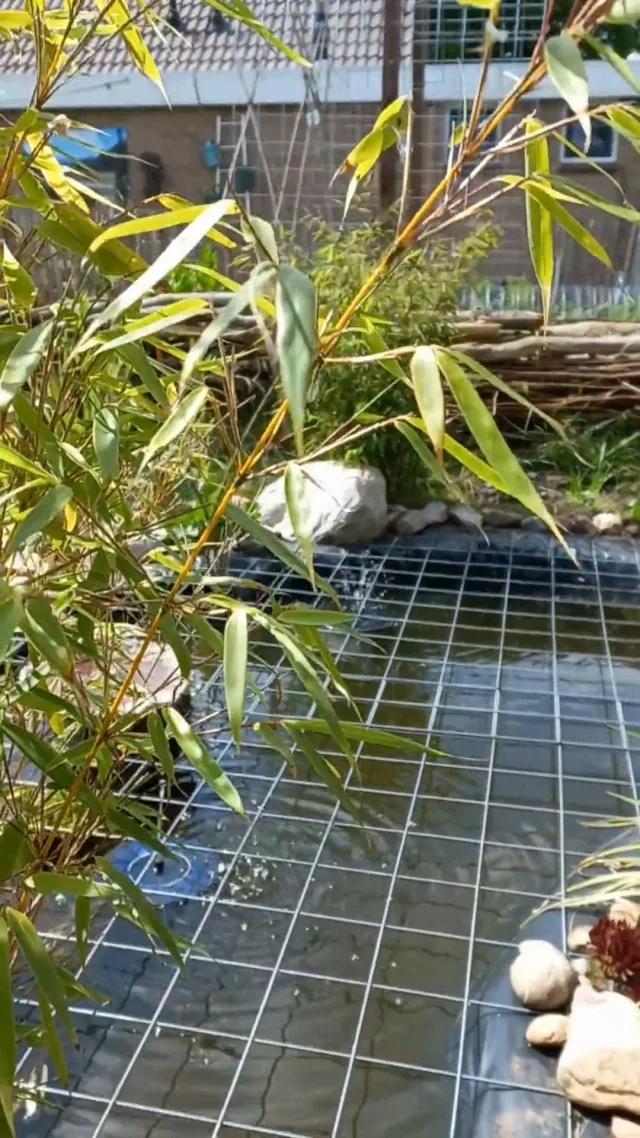 Daar is ie weer! De draadstaalmat!
Veelgebruikt in de #fitgavemoestuin😍🌱.
Naast het geraamte voor de gewasbescherming voor de lagere moestuinbedden en bogen voor klimmende gewassen, hebben we het ook gebruikt over het poeltje dat we hebben gegraven. 💧
Voor de veiligheid, zodat er geen nieuwsgierige katten of iets anders groters invalt 🫣😅

Het was (online) nog best een zoektocht naar de juiste matten (dikte, duurzaamheid, afmetingen en buigzaamheid), maar we hebben inmiddels hele prettige gevonden van1200 x 2100 mm en maas 100 x 100 mm gevonden via @wildkamp_bv 
/
/
#fitgavemoestuin #moestuin #garden #gardening #permacultuur #ecologisch #permacultuur #gezond #ontdekken #groente #telen #verbouwen #samen #thuis #tips #inspiratie #fit #gaaf #healthy #fitgaaf #health #kids