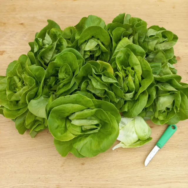 WoopWoop! Eerste sla-oogst! 
 Meer op komst 😅
/
/
#fitgavemoestuin #moestuin #sla #lettuce #oogst #harvest #gezond #bio #permacultuur #moestuinieren #moestuinierenmetkinderen