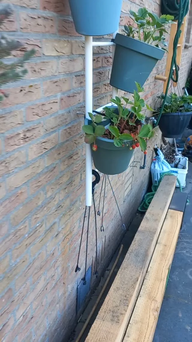 Er groeit inmiddels van alles in de #fitgavemoestuin! 🤩
Van de eerste aardbeien langs aardappels, rode bieten, uien, wortelen en naar de kroppen sla!
De verschillende mulchlagen (schapenwol en bladeren) lijken hun werk goed te doen!
En ook de draadstaalmatten zorgen voor de beoogde bescherming

/
/
#moestuin #permacultuur #healthy #fit #gaaf #gezond #uiteigentuin #mulchen