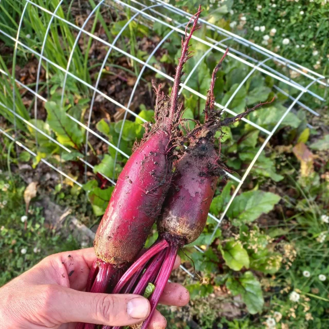 Bitte ein Rode biet! 🤩

En ook de eerste oogst rode bieten is uit de #fitgavemoestuin gehaald en geproefd!

Ik keek eerst een beetje vreemd naar de langwerpige vorm, maar dat schijnt een bepaald ras te zijn. Weer wat geleerd 😄

Vanavond gekookt, met een appeltje. Heerlijk!

/
/
#redbeet #red #beet #moestuin #gardening #permacultuur #fit #gaaf #moestuinieren #metkinderen #moestuincoach #jonglereneten