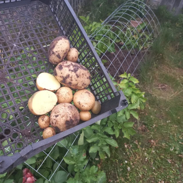 En ook de aardappelen kunnen uit de grond van de #fitgavemoestuin!
In het achterste deel van het moestuinbed voor aardappelen had ik Frieslander, een vroege soort, geplant. En ze komen er schitterend uit!
Zou het door de compost uit eigen compostbak komen?

We hebben het heerlijk kunnen combineren tot een stamppot, met de andijvie uit het bladgewassen-moestuinbed! En een uitje uit het bed voor wortelgewassen. (check de 2e foto). 

In totaal hebben we zes moestuinbedden, om wisselteelt mogelijk te maken. 

En dit kan ook op scholen! Met een schoolmoestuin! Lijkt dat je gaaf, maar weet je niet waar te beginnen? In het hele land zijn er moestuincoaches actief: https://www.jonglereneten.nl/moestuincoaches-provincie.

In Noord-Nederland help ik graag zelf. Benieuwd naar de mogelijkheden? Mail of bel gerust: 0591-547902 / tomsteffens@fitgaaf.nl
/
/
#aardappel #potato #andijvie #fitgavemoestuin #moestuin #garden #gardening #permacultuur #ecologisch #permacultuur #gezond #ontdekken #groente #telen #verbouwen #samen #thuis #tips #inspiratie #fit #gaaf #healthy #fitgaaf #health #kids #metkinderen #moestuincoach #jonglereneten