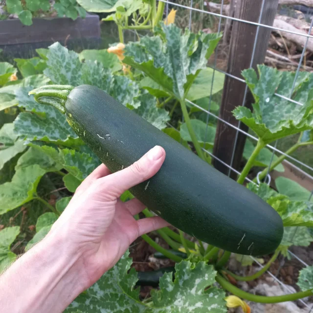 Het kwam wat later op gang, maar ook hier in de #fitgavemoestuin is het courgette-seizoen geopend! 🤩

Dit kan ook op school! Met een schoolmoestuin! Lijkt dat je gaaf, maar weet je niet waar te beginnen? In het hele land zijn er moestuincoaches actief: https://www.jonglereneten.nl/moestuincoaches-provincie.

In Noord-Nederland help ik graag zelf. Benieuwd naar de mogelijkheden? Mail of bel gerust: 0591-547902 / tomsteffens@fitgaaf.nl
/
/
#courgette #moestuin #garden #gardening #permacultuur #ecologisch #permacultuur #gezond #ontdekken #groente #telen #verbouwen #samen #thuis #tips #inspiratie #fit #gaaf #healthy #fitgaaf #health #kids #metkinderen #moestuincoach #jonglereneten